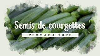 Comment réussir ses semis de courgettes [upl. by Sharyl]