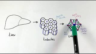 Regulation of the Urea cycle [upl. by Lauhsoj253]