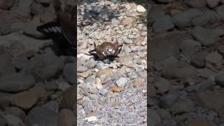 Killdeer bird protecting their nest [upl. by Gnos817]