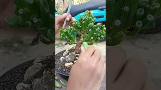 BONSAI SUKULEN Crassula ovata gollum bonsai crassula aridzona [upl. by Burbank]