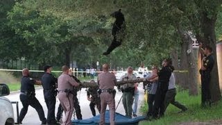 Bear falls from tree after being tranquilized [upl. by Aiuqes]