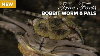 Facts The Bobbit Worm [upl. by Ocsinarf]