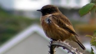 Stonechat at Marazion Marsh in Cornwall  Tarier Pâtre [upl. by Haeluj771]