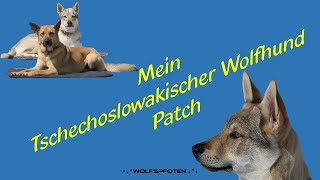 HZ170214 Mein Tschechoslowakischer Wolfhund Patch [upl. by Suhploda]