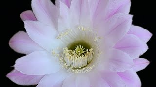 Echinopsis Cabaret echinopsis cactus [upl. by Schroer]