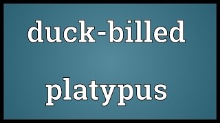 Duckbilled platypus Meaning [upl. by Nilyac442]