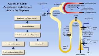 Sodium and Potassium Metabolism Renin Angiotensin Aldosterone and ADH [upl. by Amoakuh]