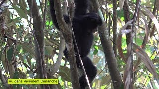 LES SIAMANGS DE SUMATRA Siamangs back in the jungle of Sumatra [upl. by Orms249]