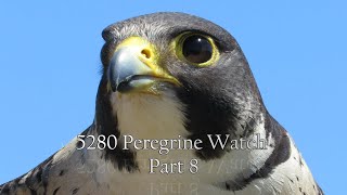 5280 Peregrine Watch 8 [upl. by Sela679]