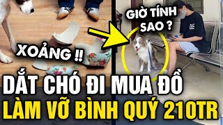 Dắt thú cưng ĐI MUA ĐỒ chủ XỊT KEO khi chú chó XÔ ĐỔ 3 BÌNH GỒM trị giá hơn 200 TRIỆU  Tin 3 Phút [upl. by Neelra108]