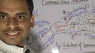 Cavernous Sinus Tributories Simplified 😊😊 [upl. by Celestina]