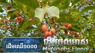 ដើមថ្កុលមាស  Mimusops Elengi Tree by One Thousand Trees [upl. by Balthazar809]