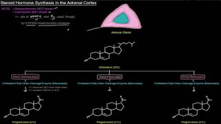 Steroid Hormone Synthesis in the Adrenal Cortex free sample [upl. by Amaryl]