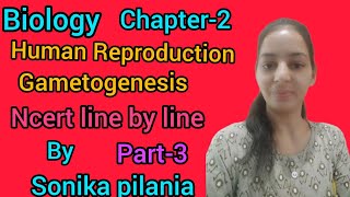 GametogenesisSpermatogenesisBiology12thchapter2Human reproductionNEETCUETHBSECBSEAIIMSPGI [upl. by Akeim]