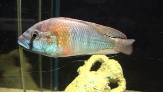 Haplochromis burtoni Bujumbura [upl. by Aonian339]