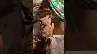 Jazzys tail is shedding beardeddragonlizard reptile beardeddragonlover cute beardedlizard pet [upl. by Marven122]