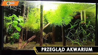 Przegląd Akwarium 25L [upl. by Einatsed]