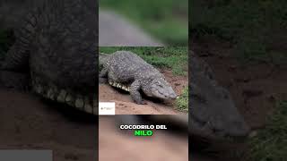 ¡Cocodrilo VS Hipopótamo curiosidades curiosidadesanimales animalesextintos datosanimalitos [upl. by Nikaniki]