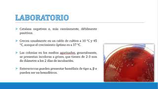 ENTEROCOCCUS FAECALIS 1 [upl. by Montanez]