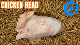 10000 Mealworms Eating Chicken Head timelapse insecteating mealworms goinside [upl. by Teria]