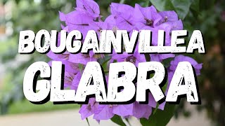 Bougainvillea Glabra Guia Completo Desta Planta [upl. by Nyladnewg394]