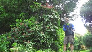 E23  Rhododendron Trim  Pruning Advice [upl. by Benedic]