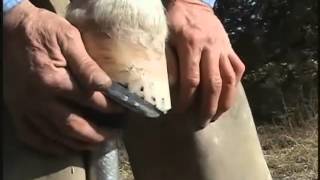 Navicular Syndrome in Horses  Shoeing  NBHCC 23 [upl. by Atsirhc]