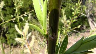 Parasitic Wasp Laying Egg into Willow コマユバチ♀が柳の若葉に産卵 [upl. by Ylla783]