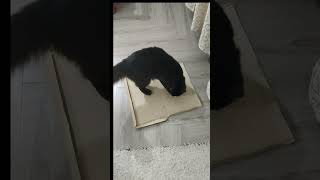 homemade free scratch board for cat shorts viral ytshort cat [upl. by Nivrae83]