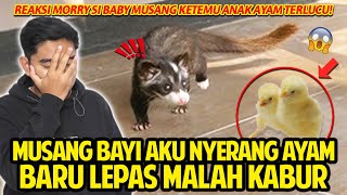 MORRY SI MUSANG BAYI AKU NYERANG ANAK AYAM BARU LEPAS MALAH KABURKABURAN LUCU TAPI NGEREPOTIN [upl. by Repotsirhc]