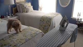 Maltipoo Dog Barking at Iron [upl. by Bartlet]