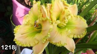 Best Of hemerocallis  daylily passion  2015  hemeroca7 [upl. by Tatiana]