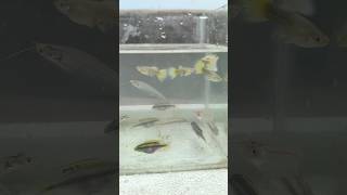 Showcasing My Guppies Glass Catfish amp Kribensi fish viral trending youtubeshorts ytshorts yt [upl. by Tedda816]