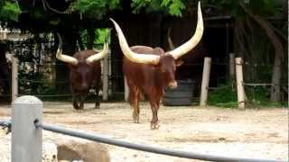 Ankole Cattle Feeding at the Houston Zoo [upl. by Terrej]