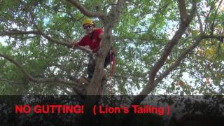 Pruning Live Oak For Health amp Safetymov [upl. by Nebe]