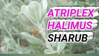 ATRIPLEX HALIMUS का जाड़hurb NATURE amp WILD JOURNEY [upl. by Eloken]