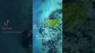 Titan Triggerfish Attack underwaterphotography fish nature kohtaodiving [upl. by Macdougall396]