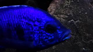 Copadichromis Azureus 20140301 [upl. by Gonick]