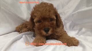 Aubert of Caniche Pudel an Brown toy poodle puppy five weeks old [upl. by Nerin]