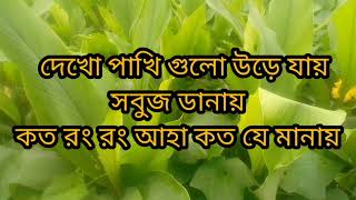 দেখো পাখি গুলো উড়ে যায় [upl. by Ries]