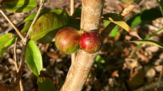 Jaboticaba  Scarlet seedling Fruiting after 3 years [upl. by Ethelbert]