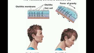 Anatomy  Physiology of the Utricle amp Saccule Otolithic Organs [upl. by Ahsak220]