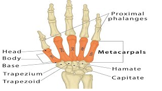 Two Minutes of Anatomy Carpometacarpal Joints CMC Jts [upl. by Ninel31]