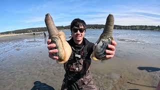 Huge Geoducks Clamming In Seattle [upl. by Sirdna]