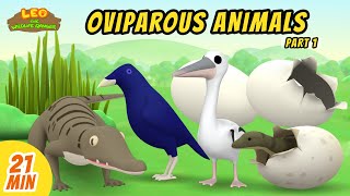 Oviparous Animals Minisode Compilation Part 17  Leo the Wildlife Ranger  Animation  For Kids [upl. by Gosney955]