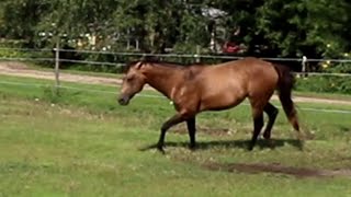 Horse Plays Behind Butterfly  ViralHog [upl. by Adolphe]