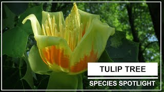 Species Spotlight  Tulip Tree Liriodendron tulipifera L [upl. by Fillander]