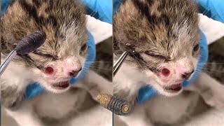 Huge Mango worms Larvae Removed From Kitten Cats [upl. by Herve]