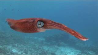 Reef Squid CloseUp [upl. by Nimrac]