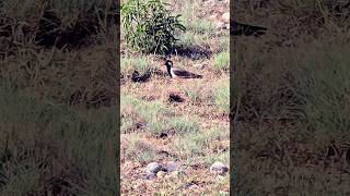 Red Wattled Bird Feeding  viral birds birdslover [upl. by Teragramyram]